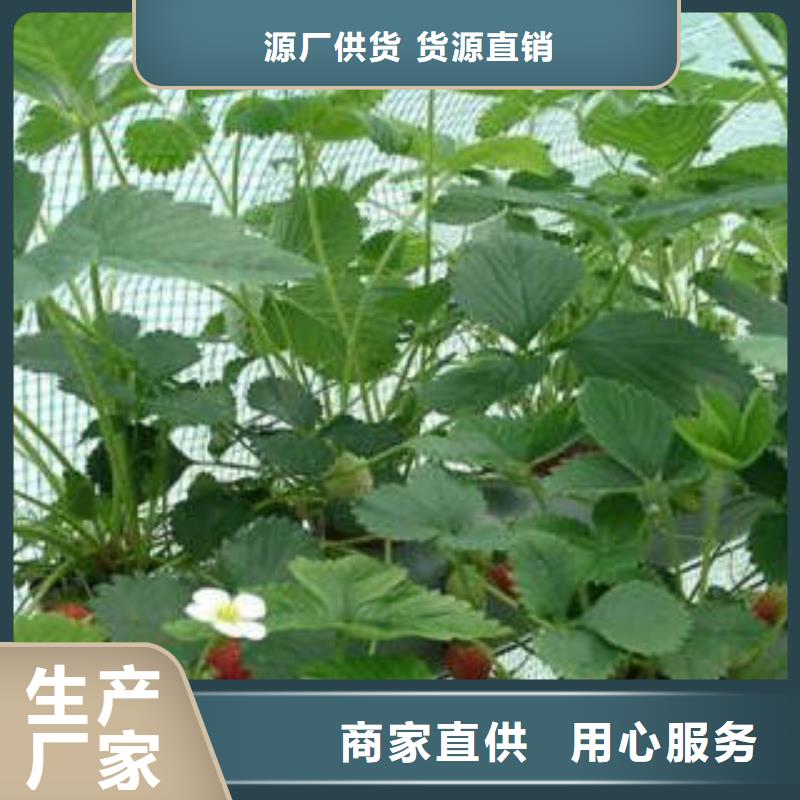 草莓苗品牌厂家价格优惠