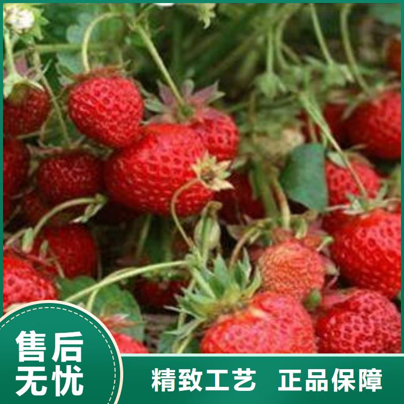 草莓苗品牌厂家价格优惠