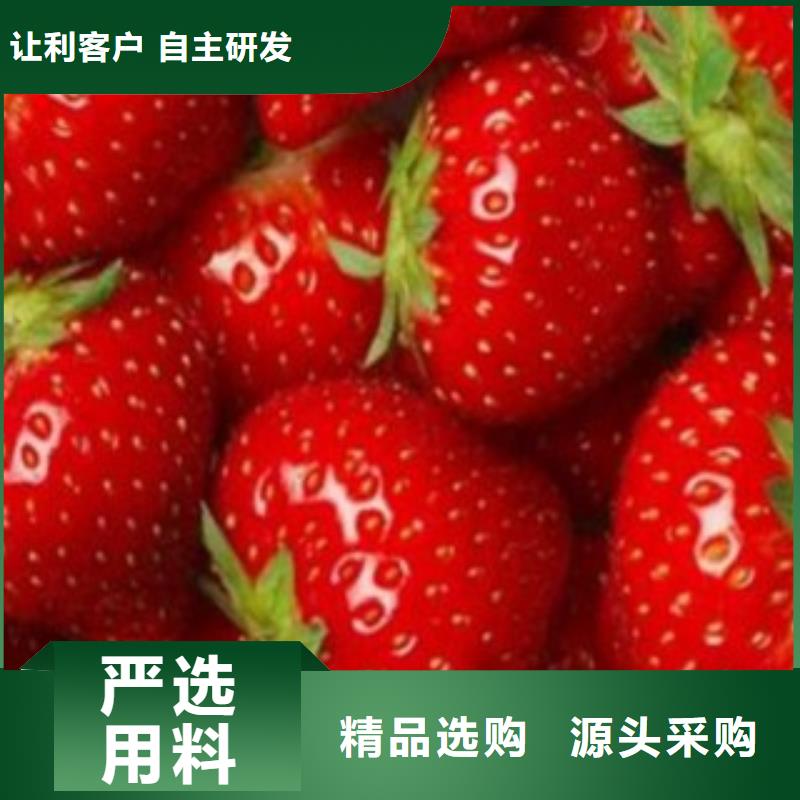重信誉草莓苗批发厂家