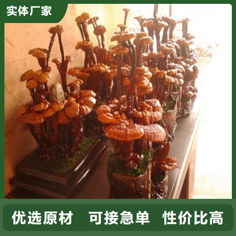 惠州销售灵芝破壁孢子粉服用方法