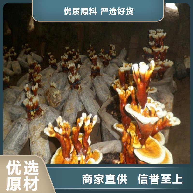 《漳州》优选灵芝菌种可零售