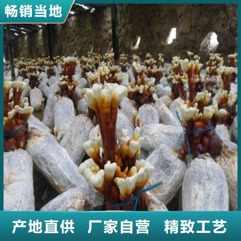杭州订购灵芝孢子粉市场价