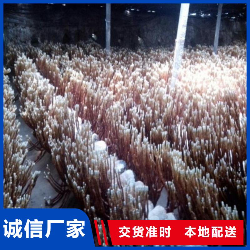 广东深圳龙岗灵芝菌种