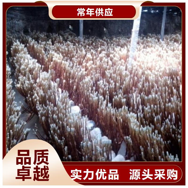 广东惠州惠城灵芝破壁孢子粉
