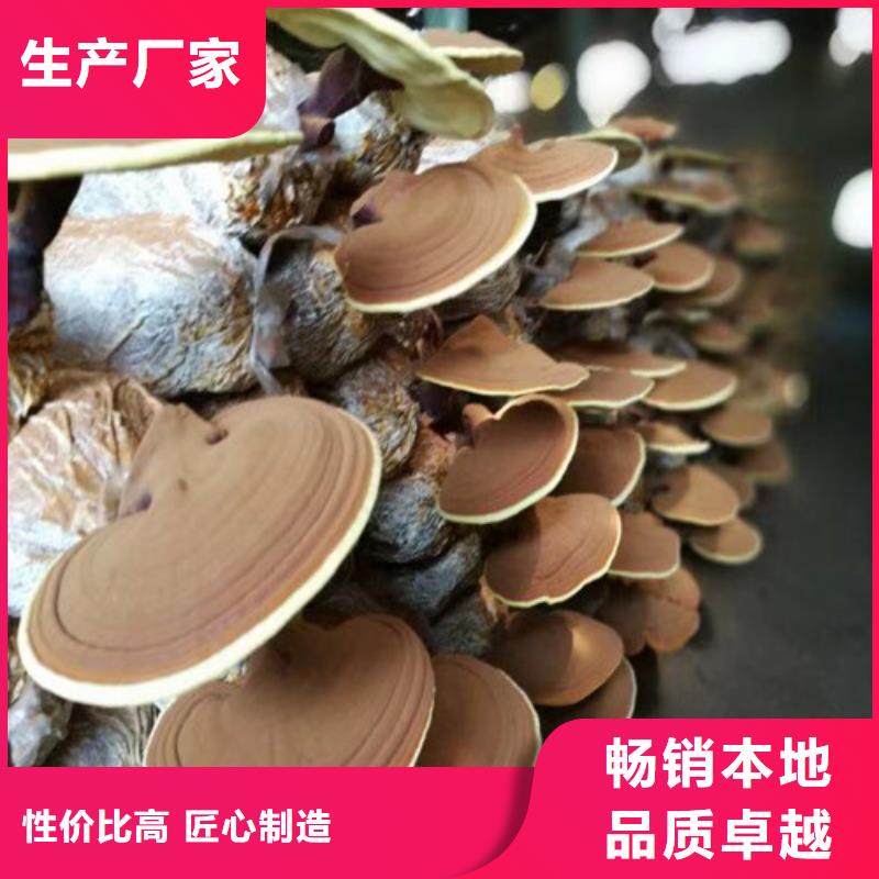 河南安阳林州灵芝菌种