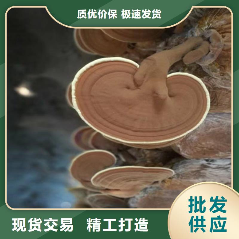 《南京》现货灵芝孢子粉图片