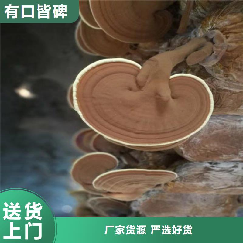 重庆巫溪灵芝菌种