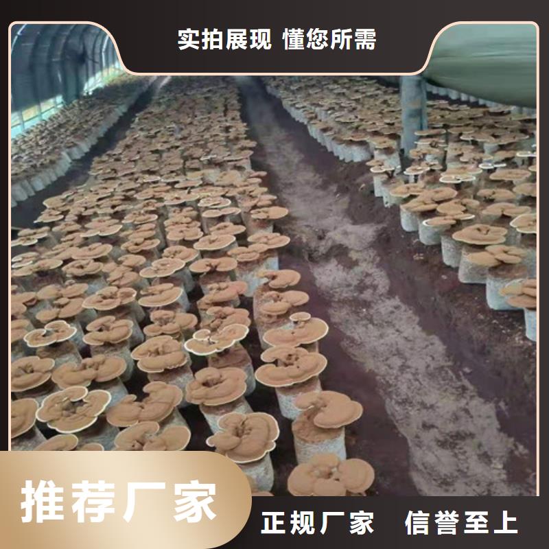 天津生产灵芝菌种品类齐全