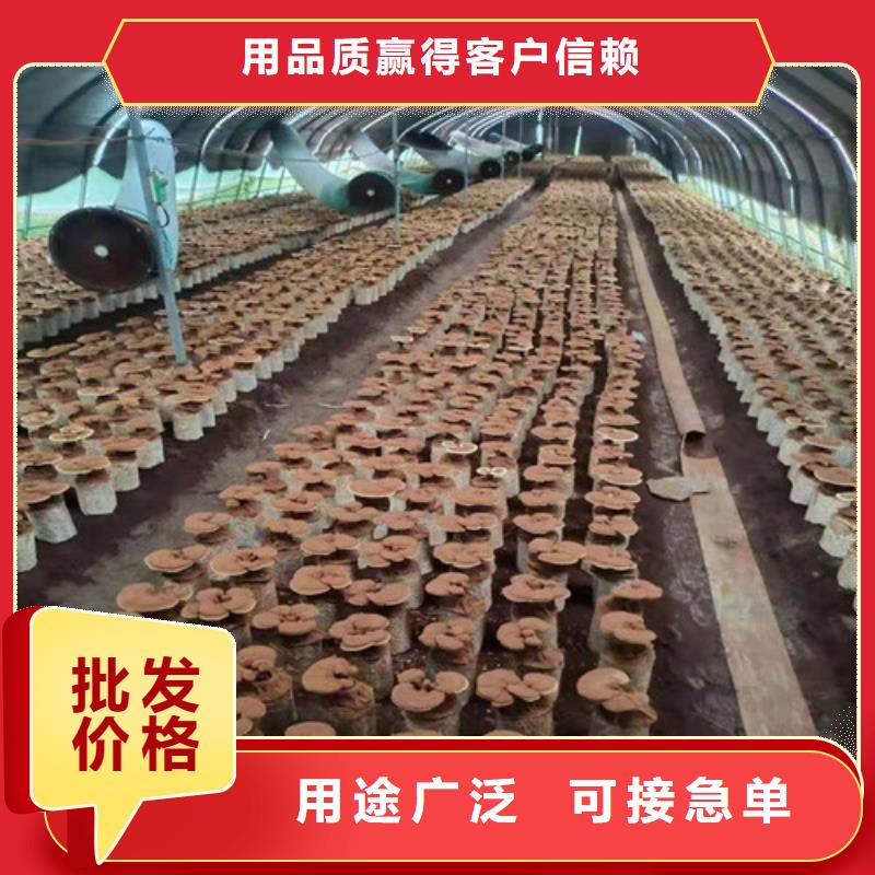 广西柳州鹿寨灵芝孢子粉价格