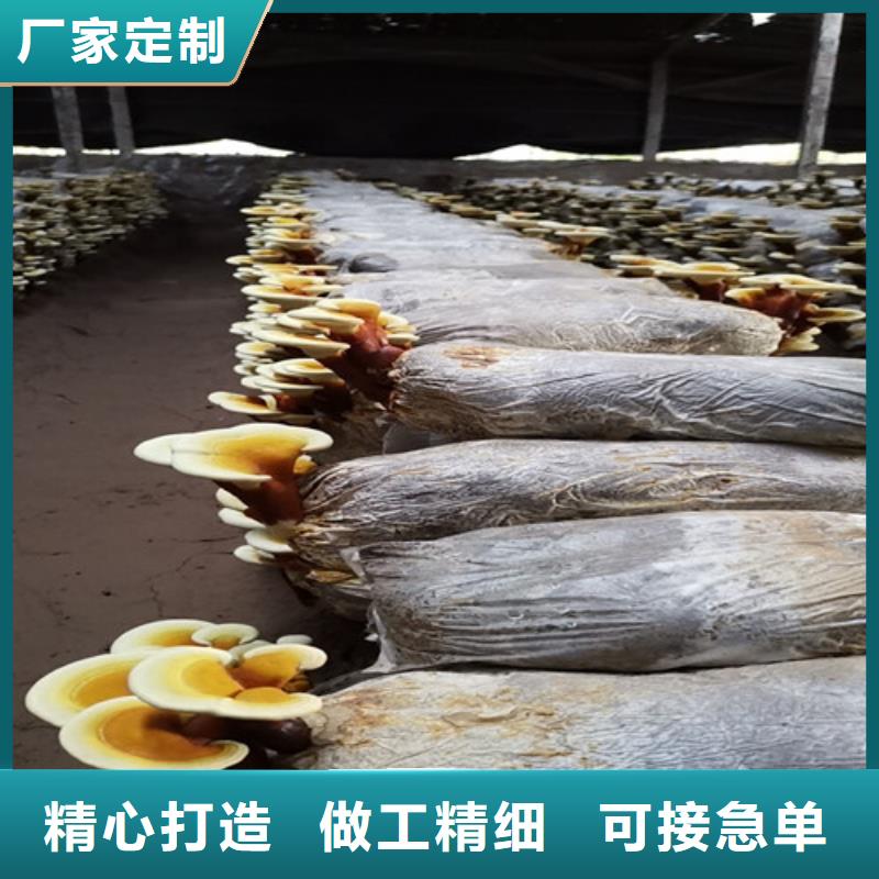 《香港》生产专业销售孢子灵芝质量有保证