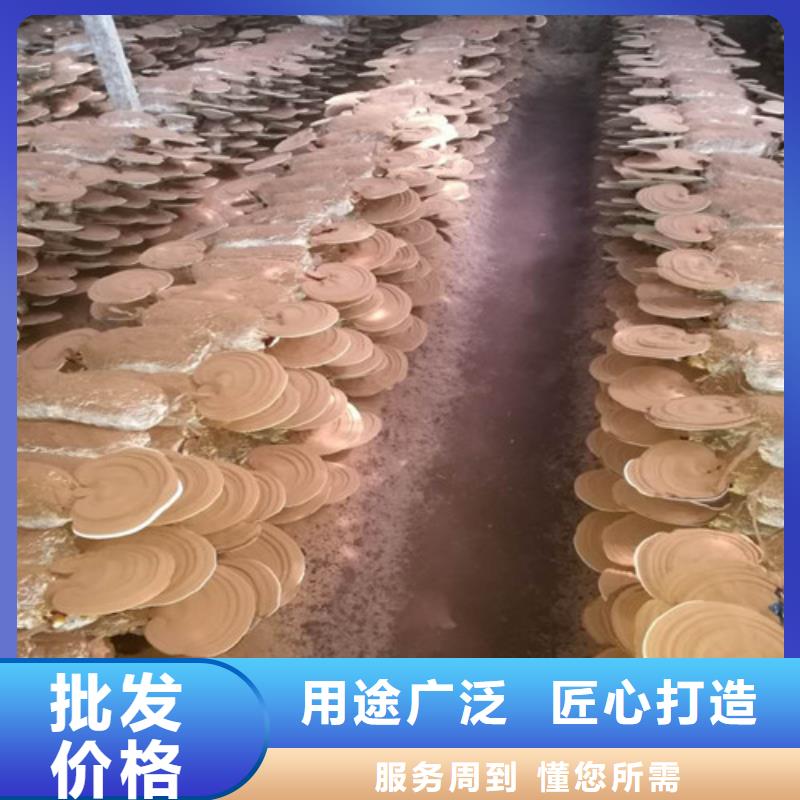 扬州当地灵芝孢子粉实体厂家成本低