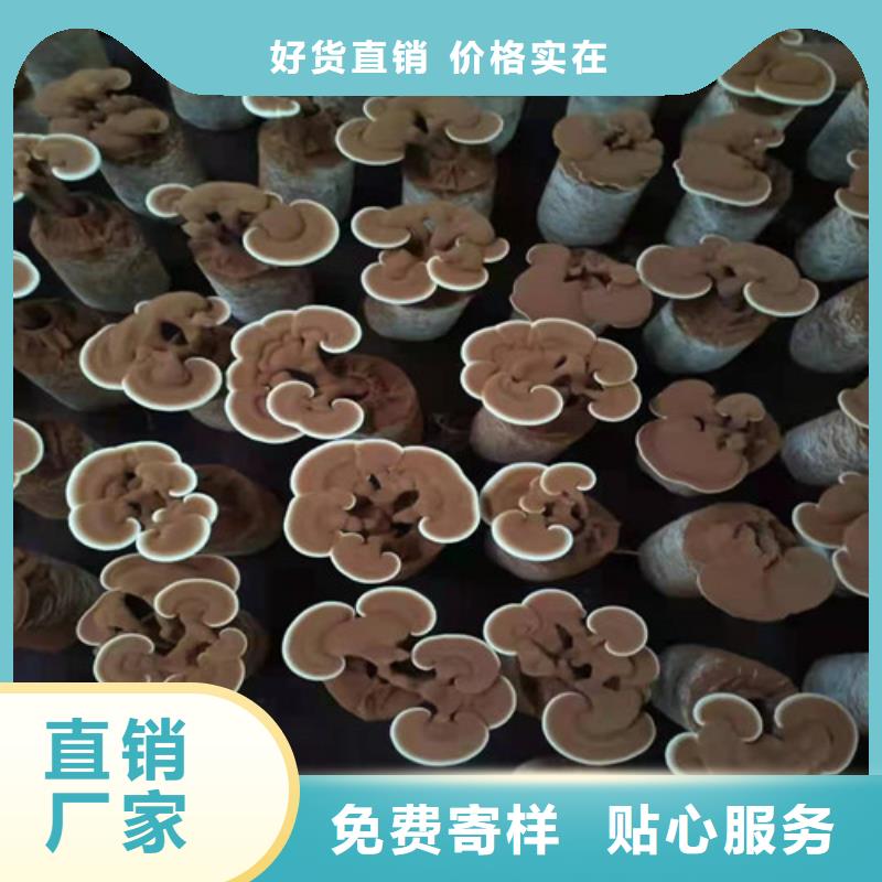 漳州经营灵芝菌种多少钱
