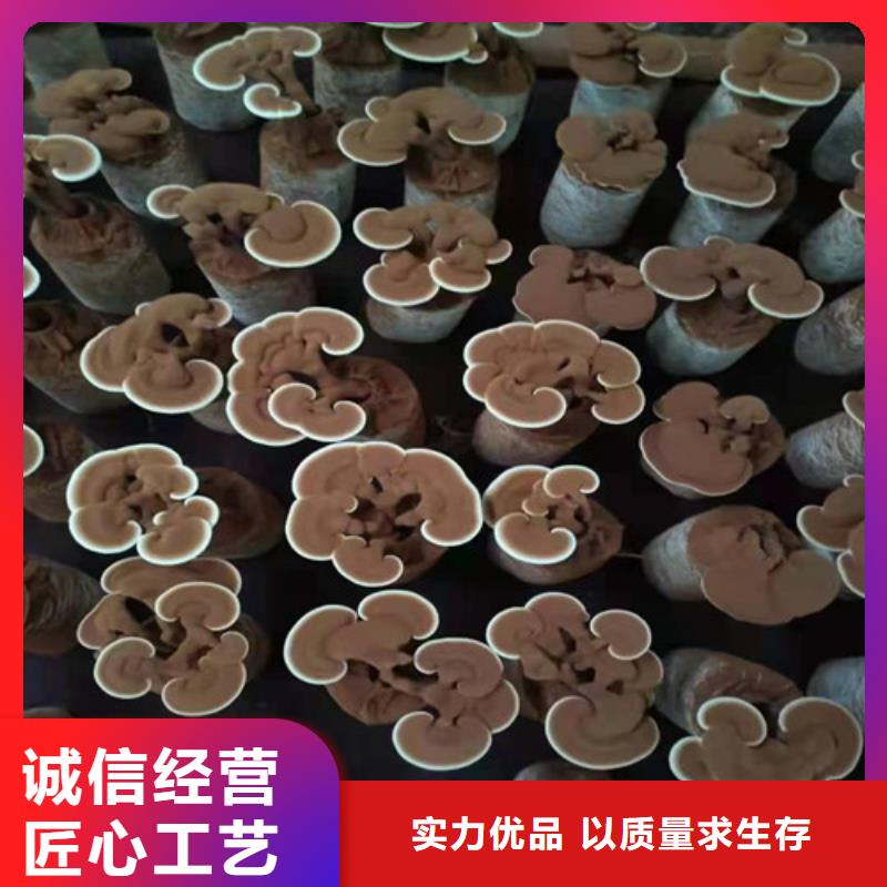 扬州生产灵芝孢子粉自产自销