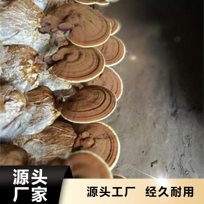 广东深圳龙岗灵芝菌种