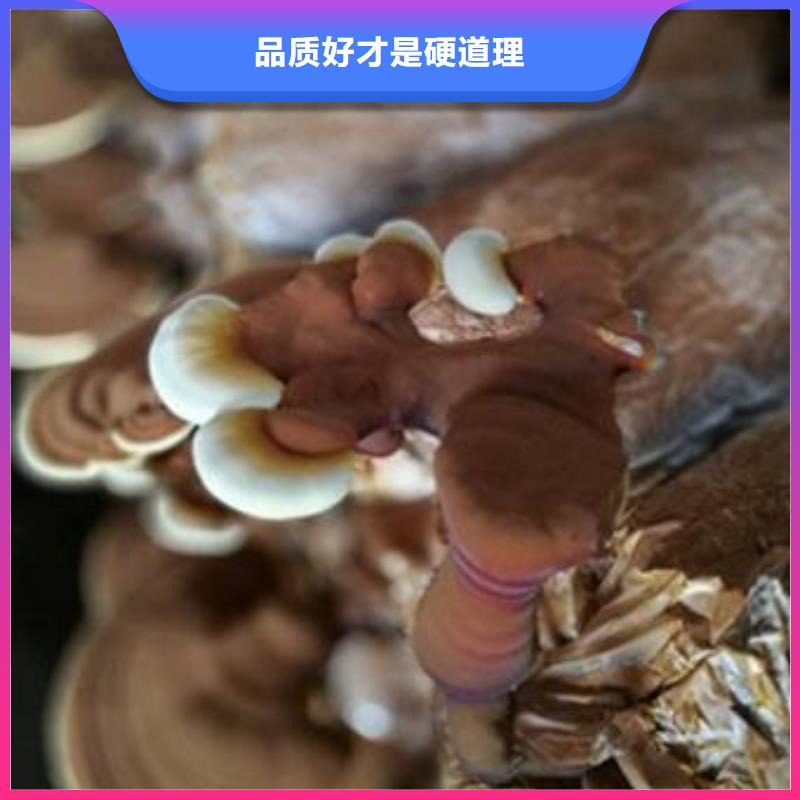 黄南销售灵芝孢子粉灭菌方法