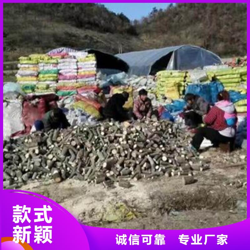 【济南】实力厂家直销云海灵芝种子多少钱