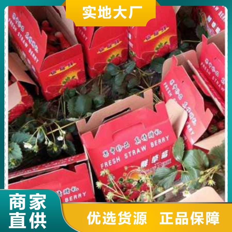 服務(wù)周到的草莓苗經(jīng)銷商