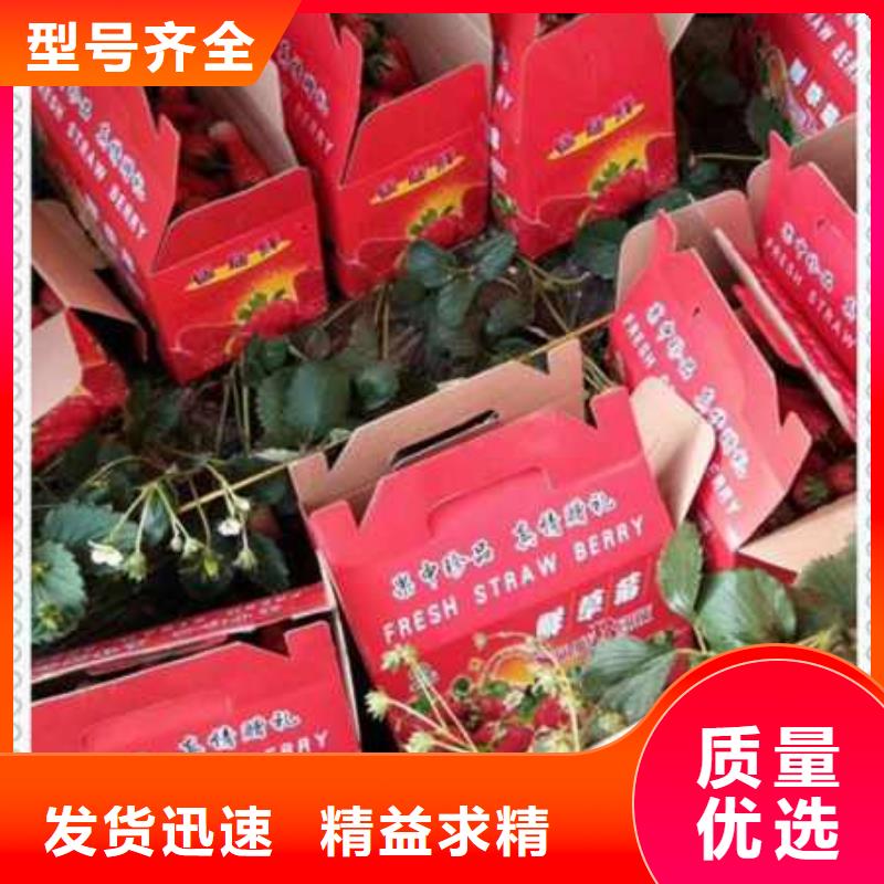 草莓苗生產