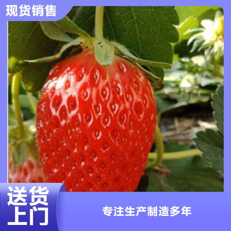草莓苗期待您的咨詢