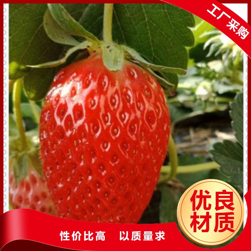 草莓苗、草莓苗生產廠家-值得信賴