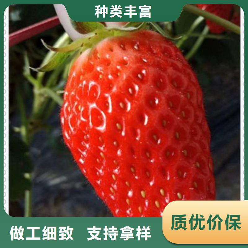 草莓苗品質