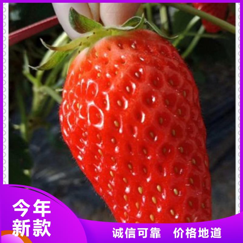 草莓苗優(yōu)惠多