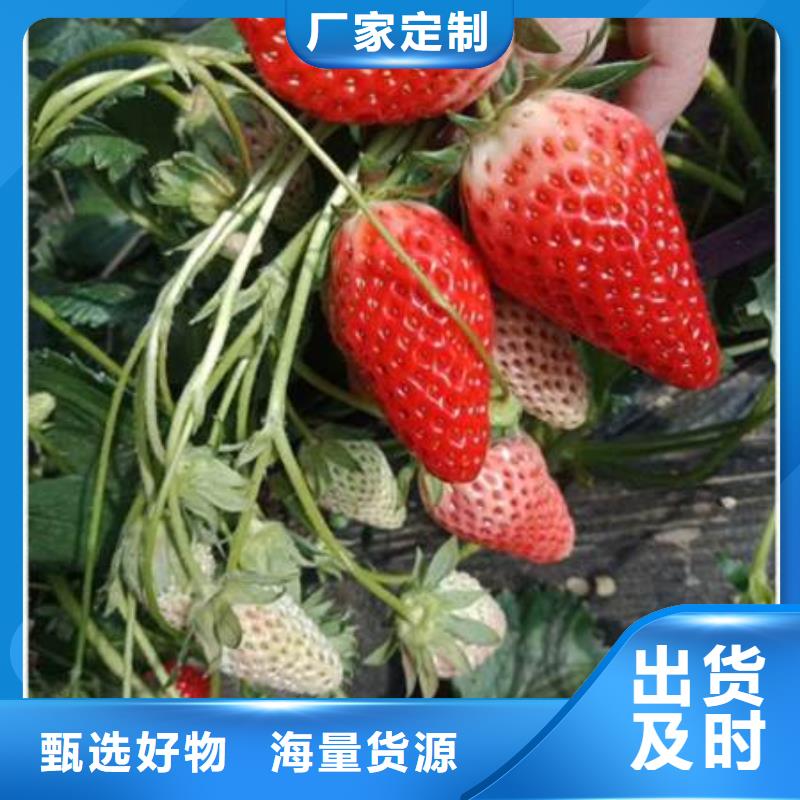 草莓苗規格材質