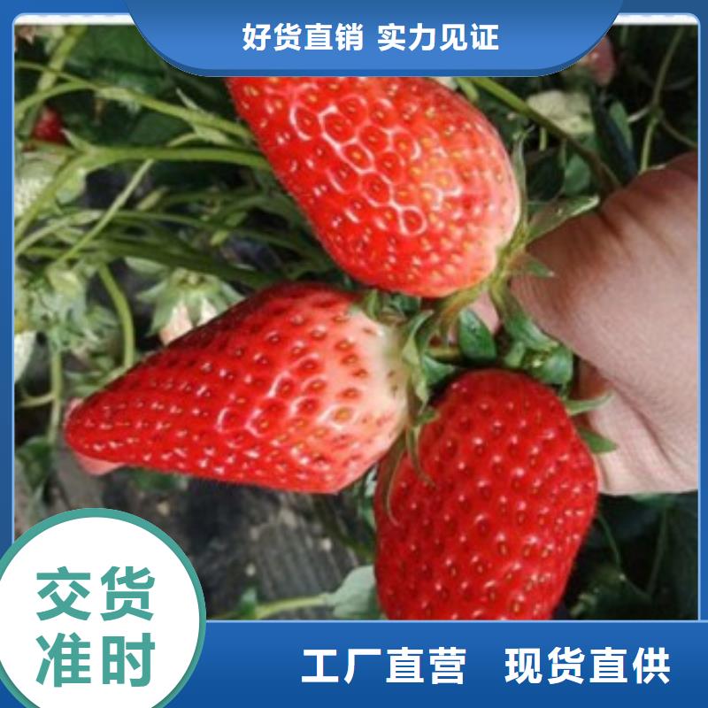 草莓苗生產廠家有樣品
