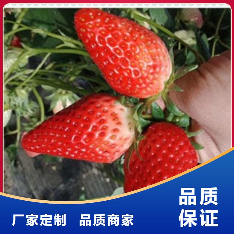 白色小町草莓苗