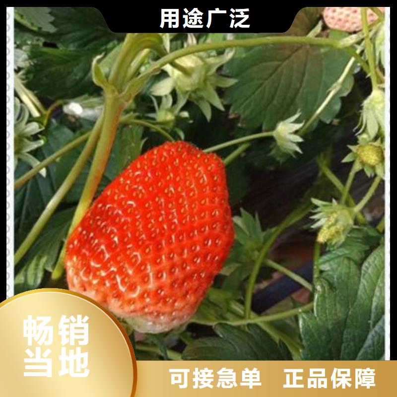 草莓苗直供