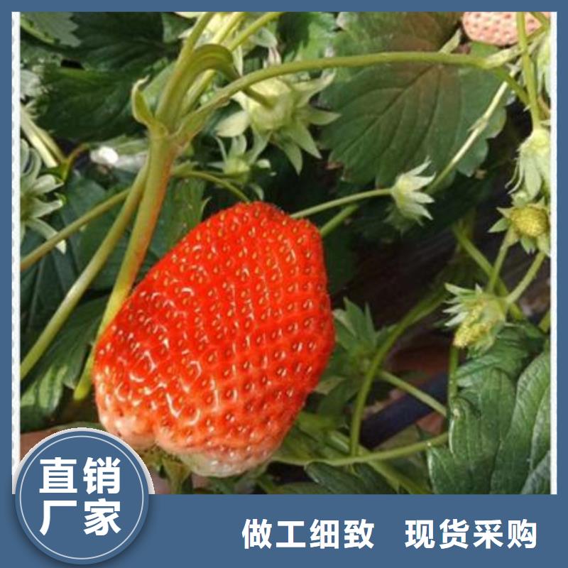 草莓苗品質