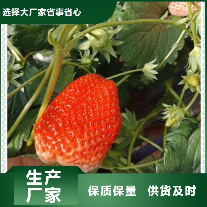 草莓苗長期銷售