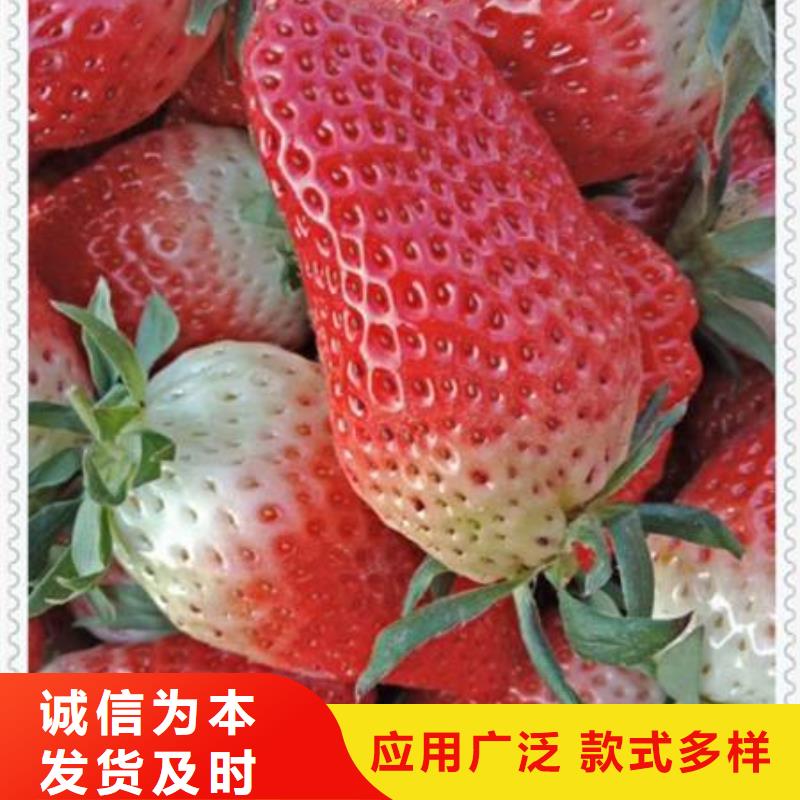 草莓苗、草莓苗生產廠家-值得信賴