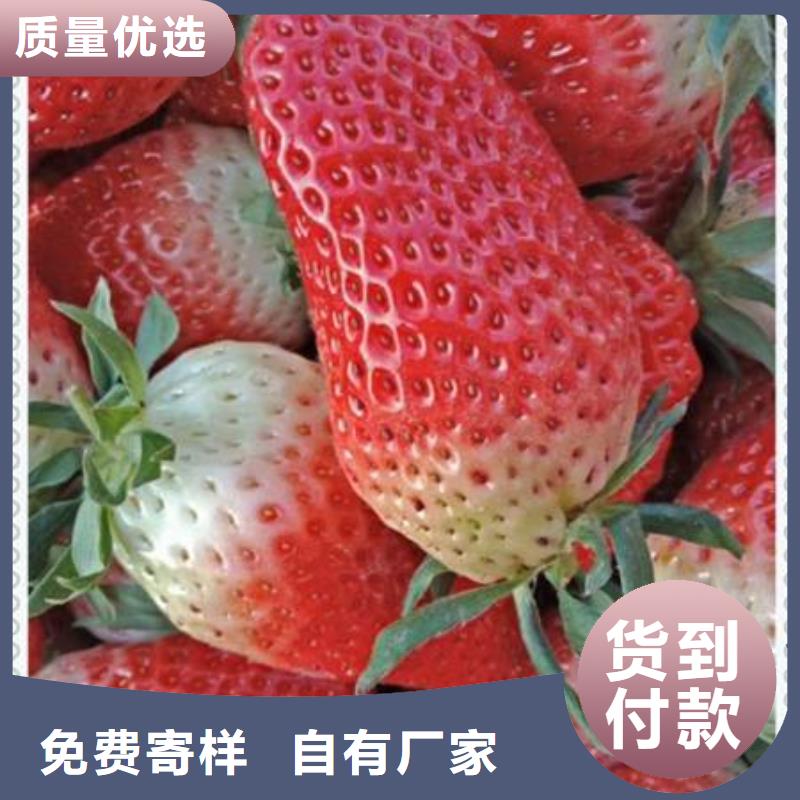 草莓苗-草莓苗貨源充足