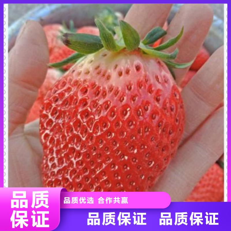 草莓苗現(xiàn)貨齊全
