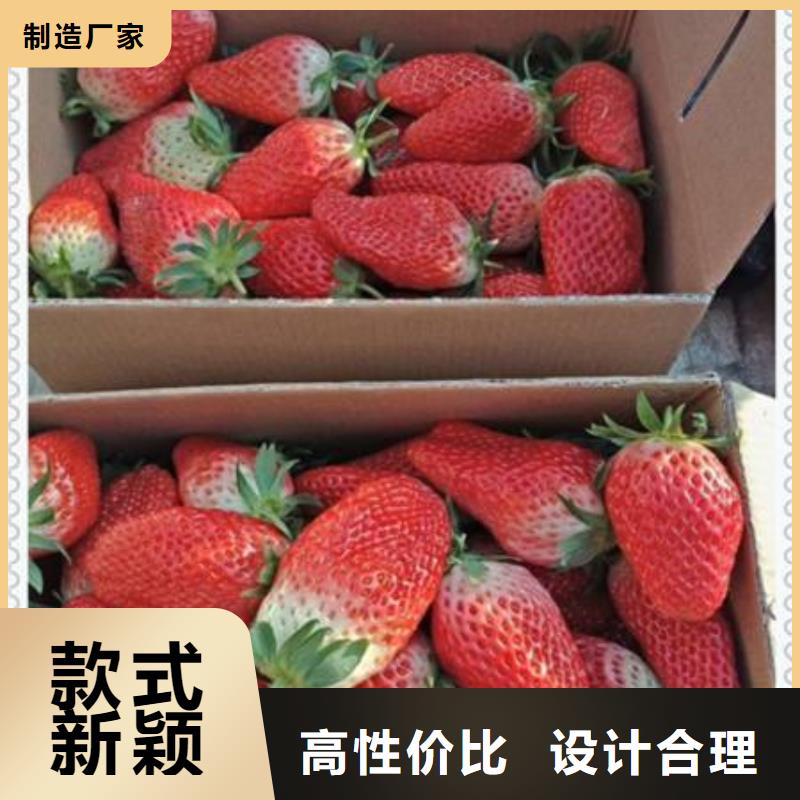 #草莓苗#-重信譽廠家