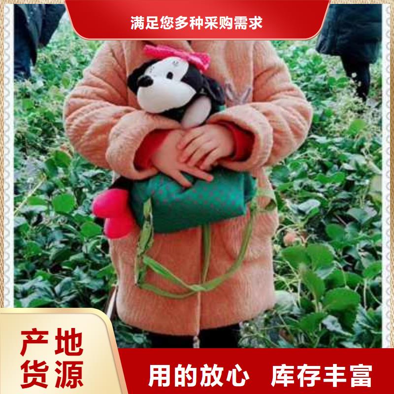 白色小町草莓苗長期銷售