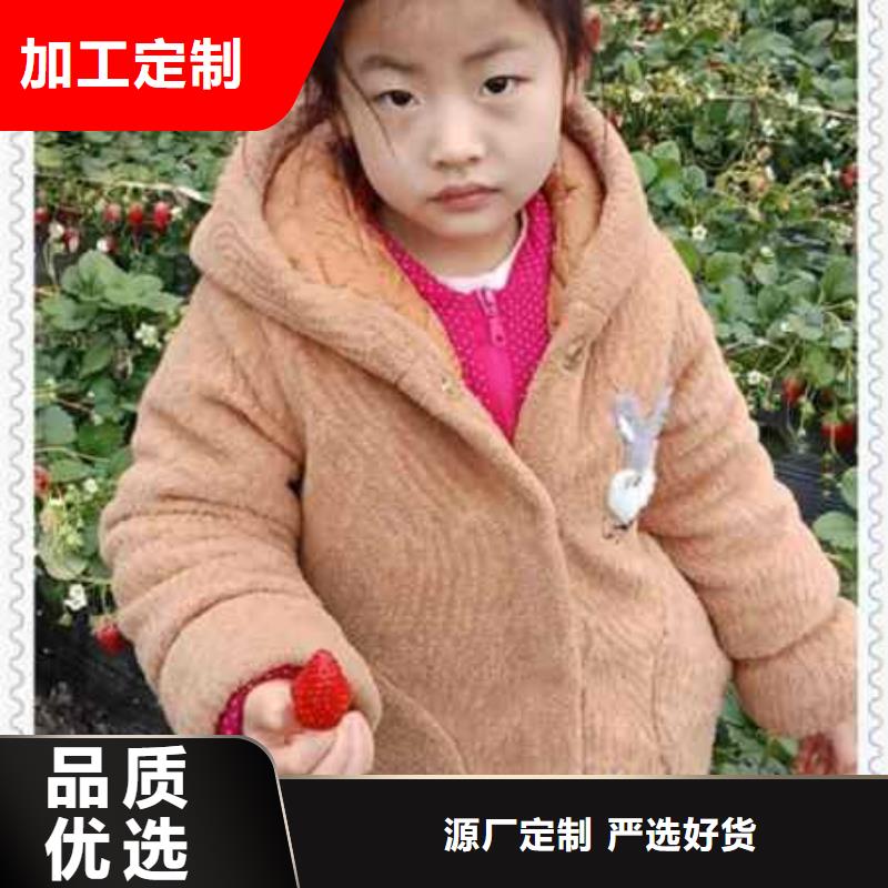 草莓苗遠銷海外
