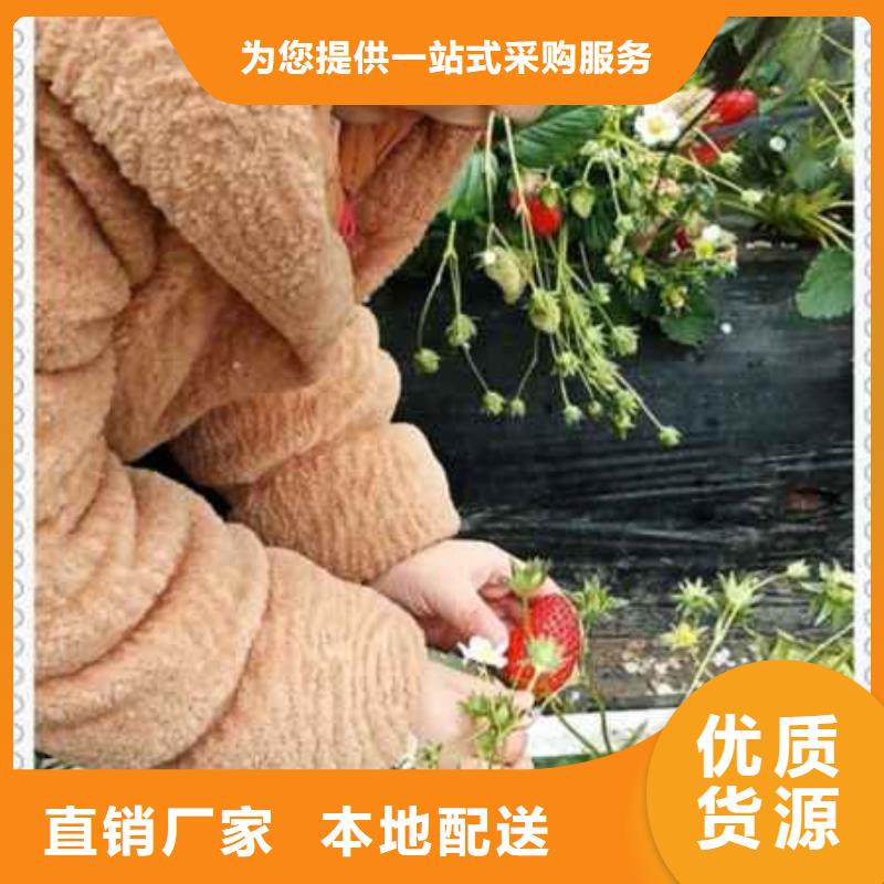 白色小町草莓苗