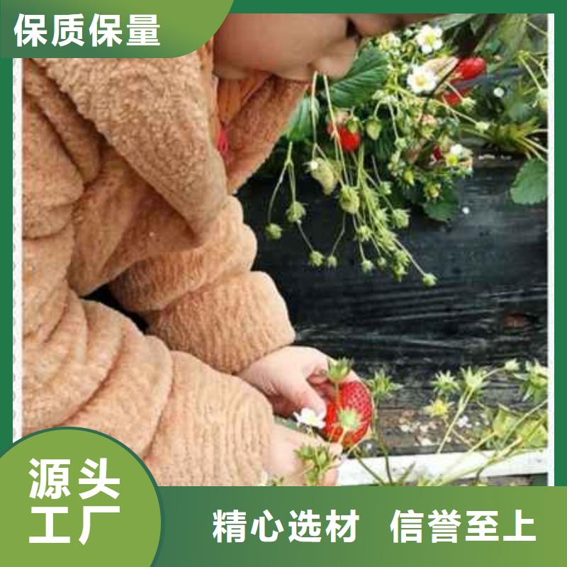 2025##草莓苗廠家##有限公司