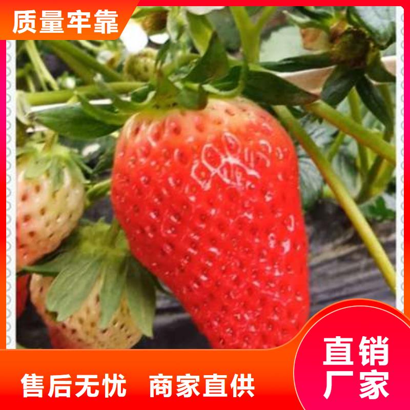 生產(chǎn)銷售#草莓苗#的廠家