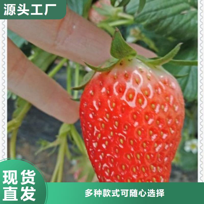 土德拉草莓實惠物美