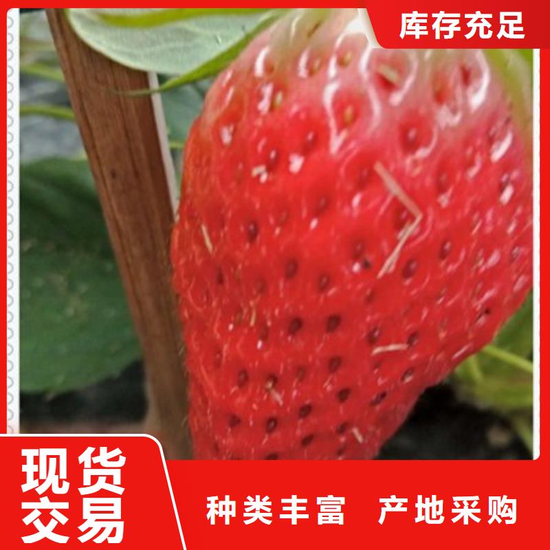 全明星草莓苗多少錢一棵