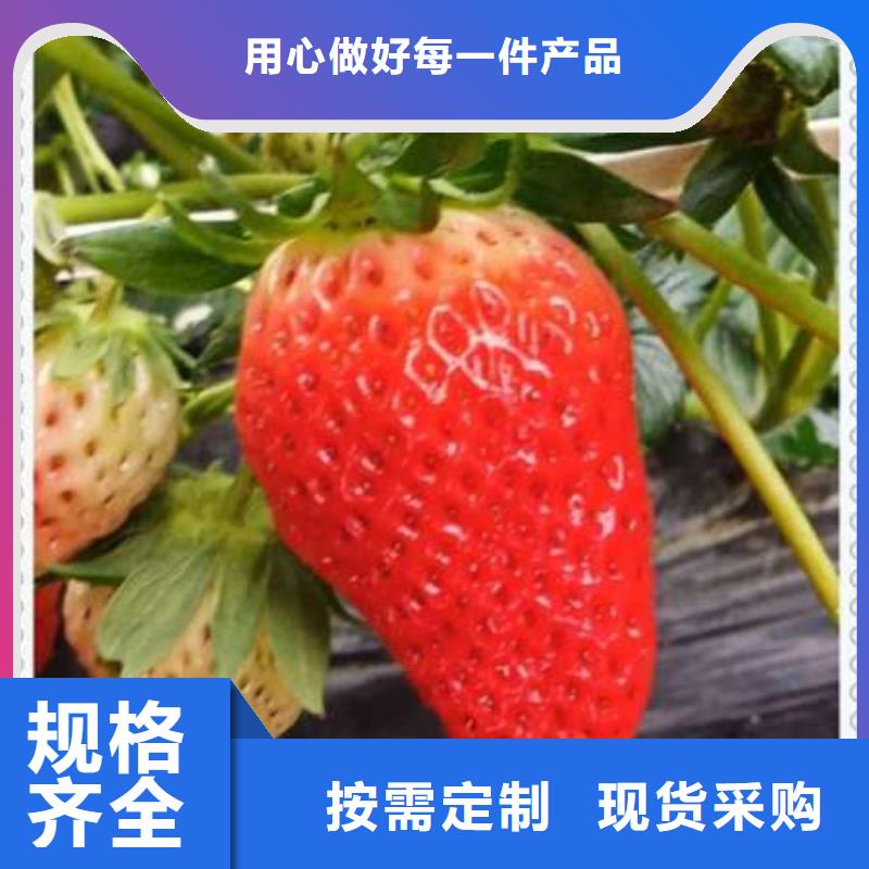 #草莓苗#-重信譽廠家