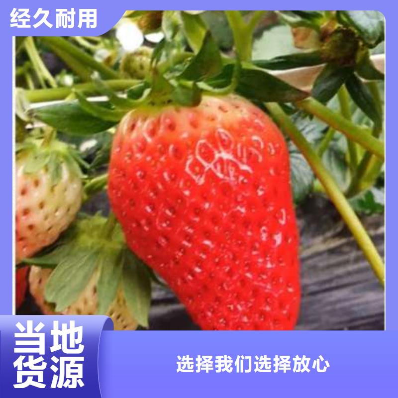 全明星草莓苗多少錢一棵