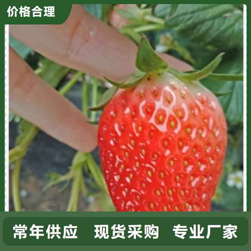 達(dá)娜草莓苗