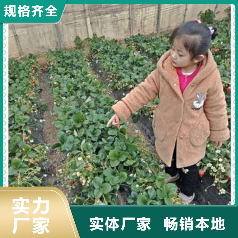 草莓苗介紹