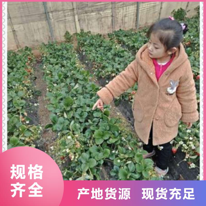 白色小町草莓苗多少錢一棵