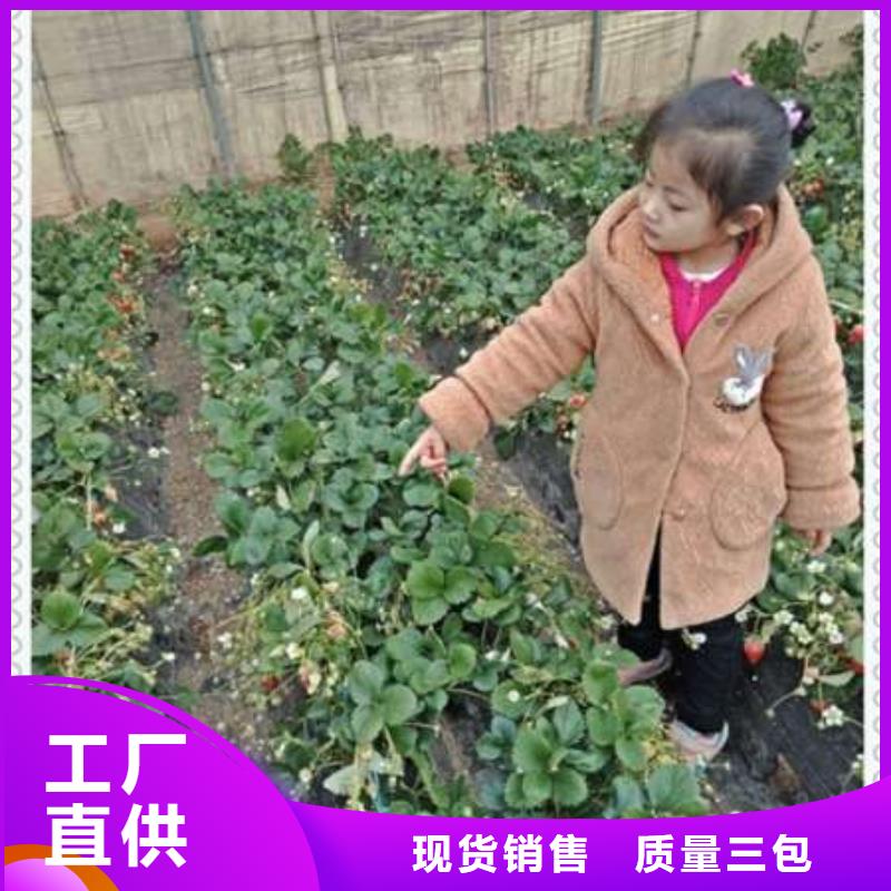 草莓苗價格-廠家