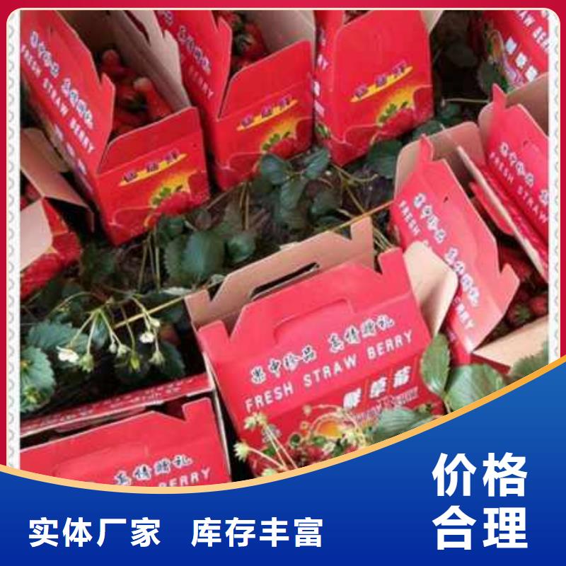 草莓苗價格優勢大